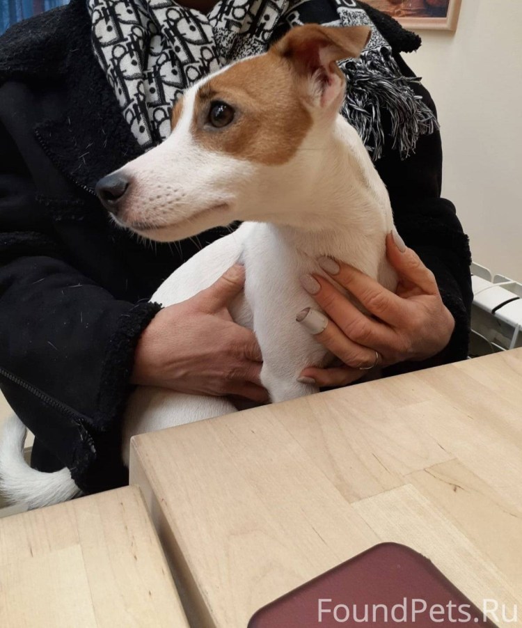 Собака с биркой