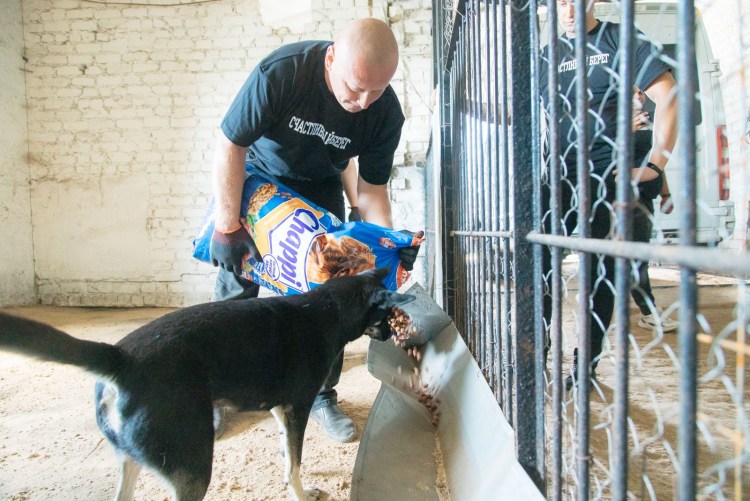 Отлов бродячих животных