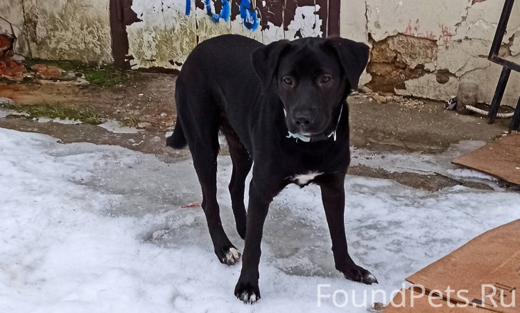 Истребление бездомных собак