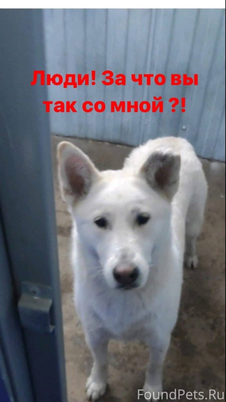 Машкинский приют для собак