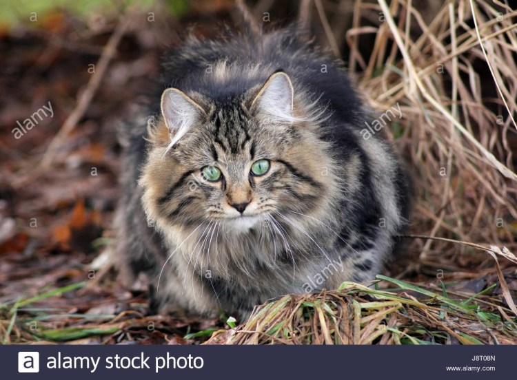 Канадский Лесной кот