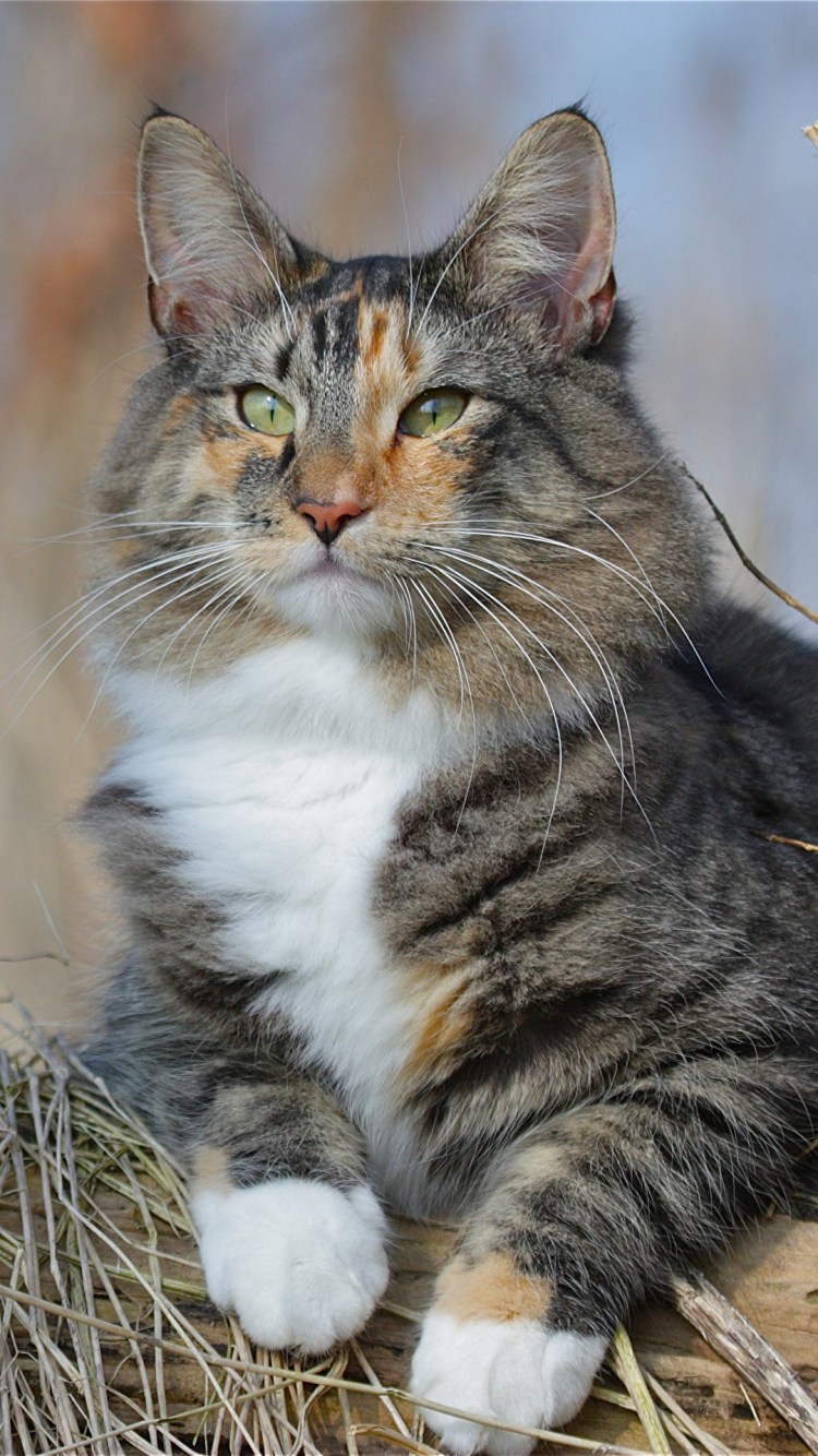 Норвежская длинношерстная Лесная кошка