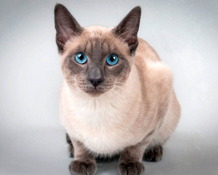 Тайско Сибирская кошка