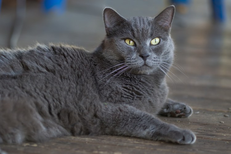 Шведская кошка