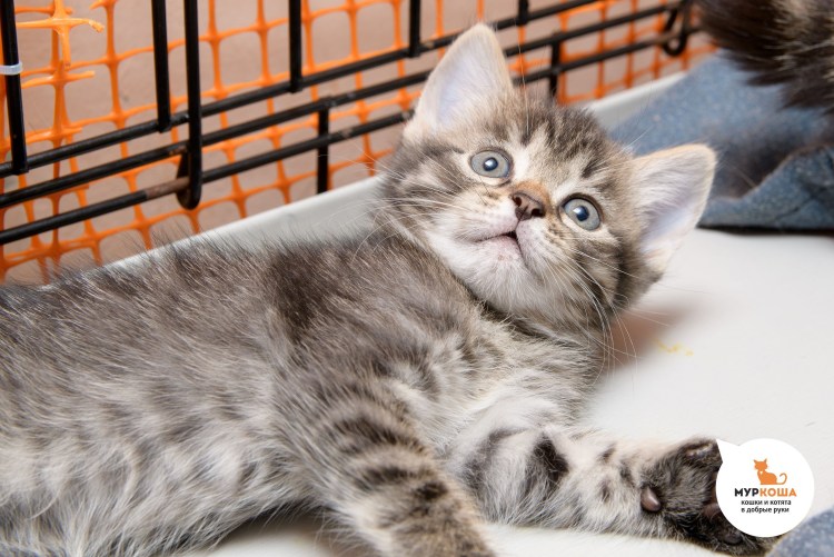 Кошки в Швеции