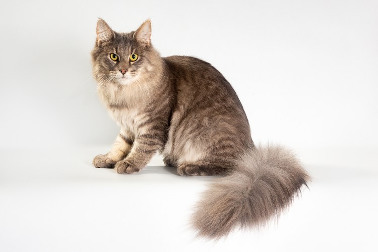 Норвежская кошка на Светлом фоне на рабочий стол