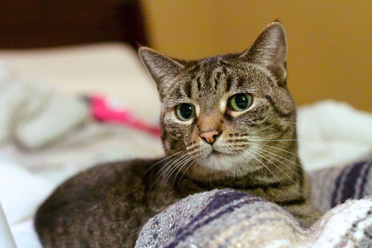 Европейская короткошерстная кошка