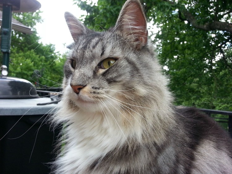 Порода кошек Лесная шведская