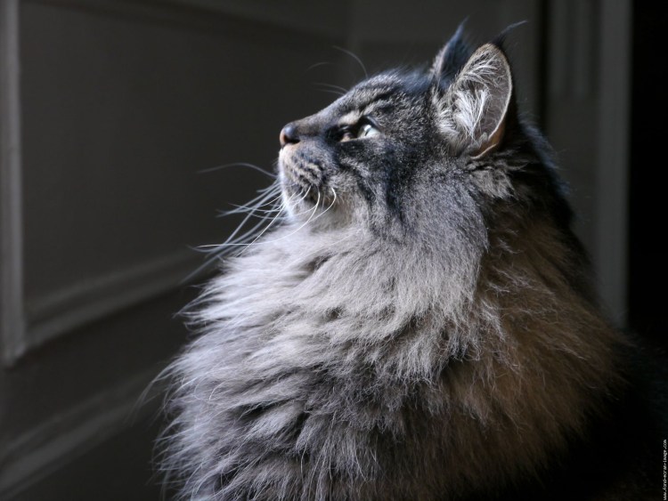 Норвежский Лесной кот