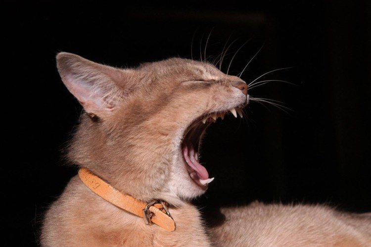 Плазмоцитарно-лимфоцитарный гингивит