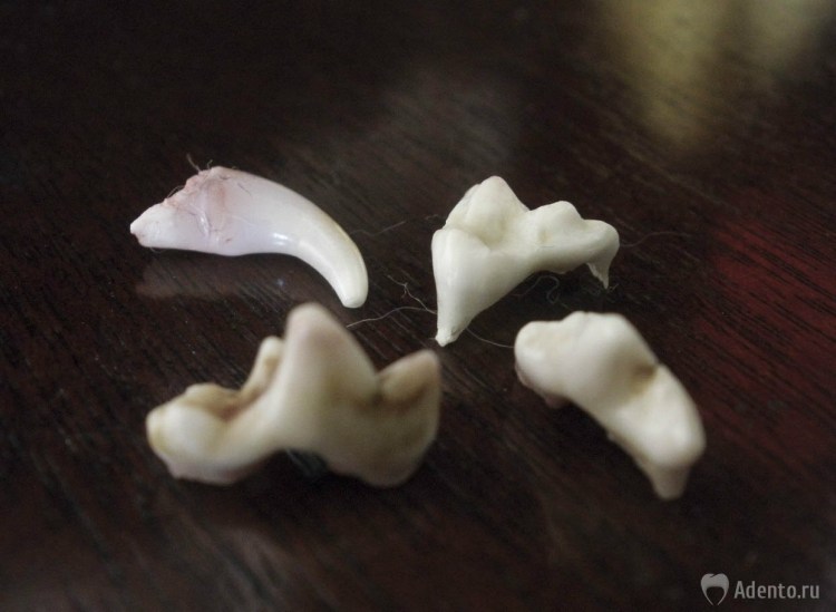 Двойные клыки полугодовалого котенка