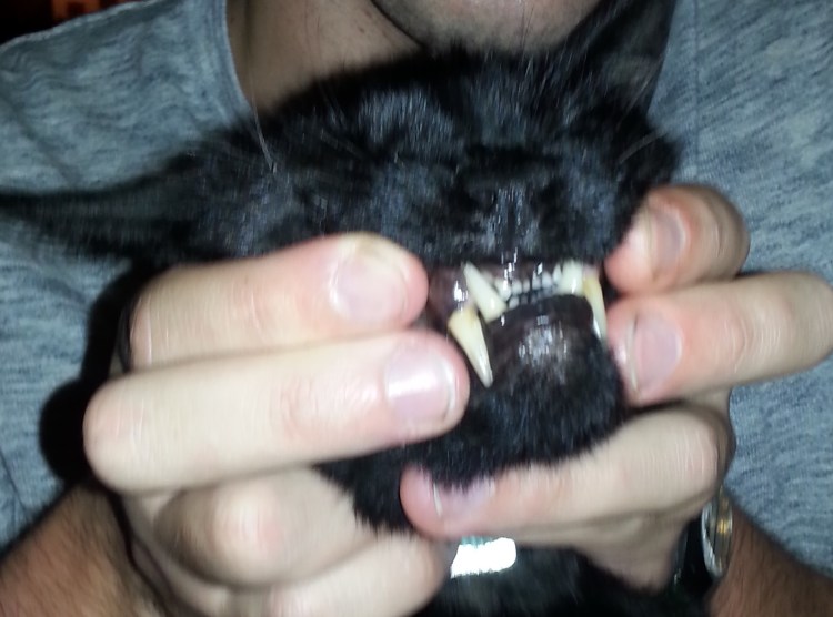 Ножницеобразный прикус у чихуахуа