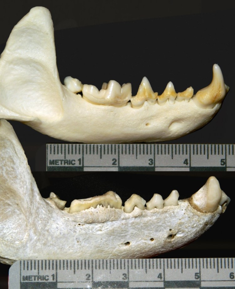 Зубы у кошек по возрасту