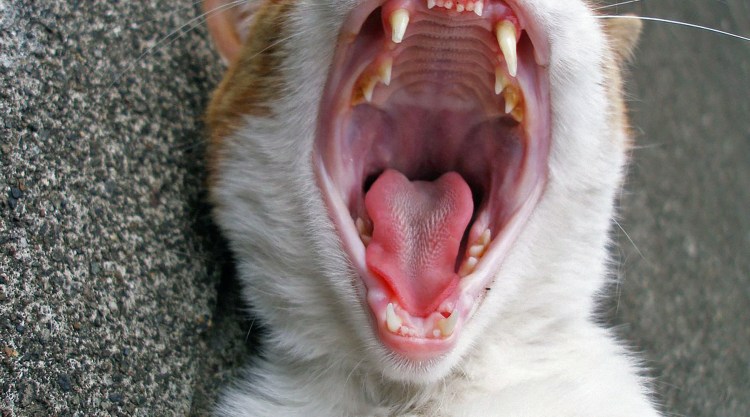 Беззубый кот