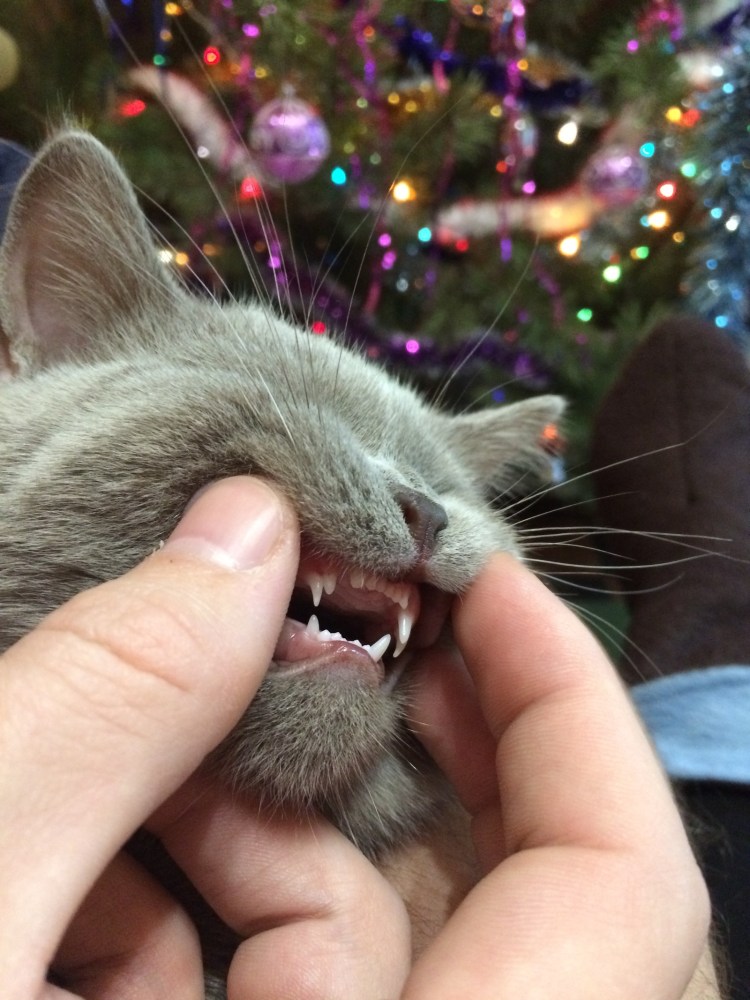 Кальцивироз (эозинофильная гранулема)