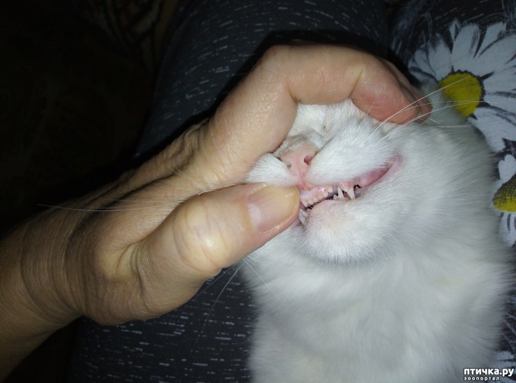 Маленькие кошачьи зубки