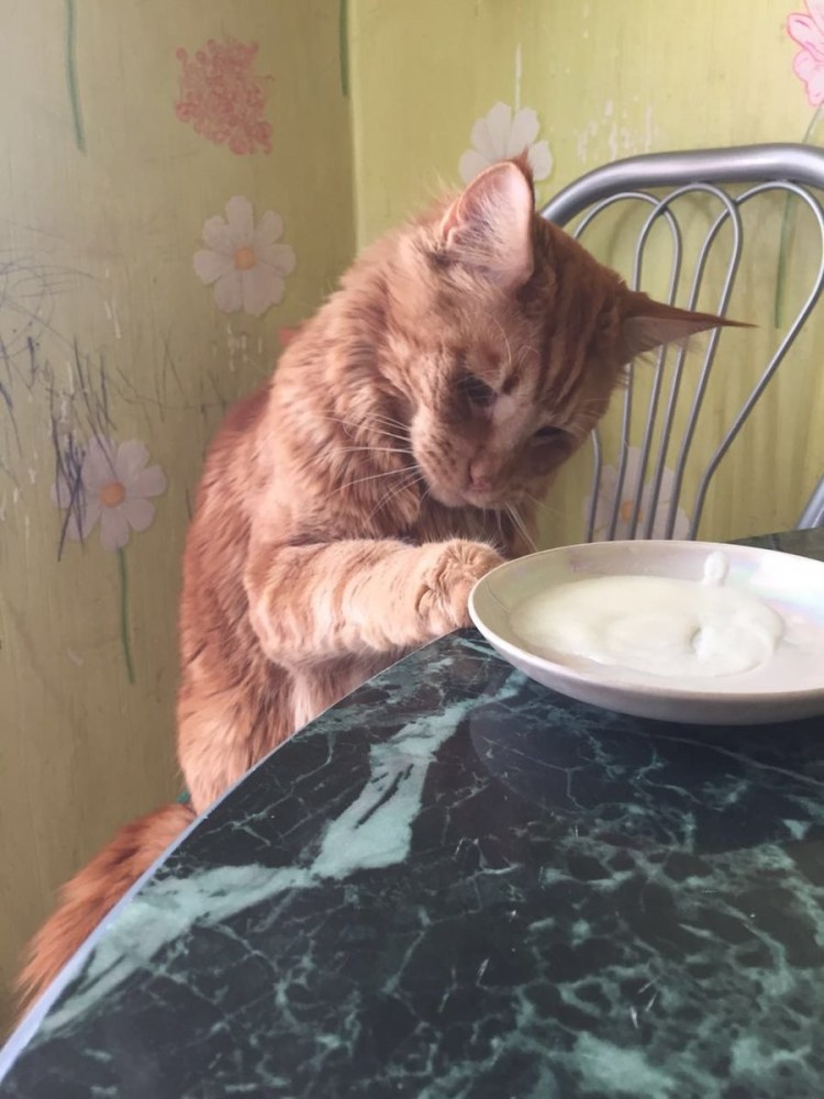 Кот в каше Мем