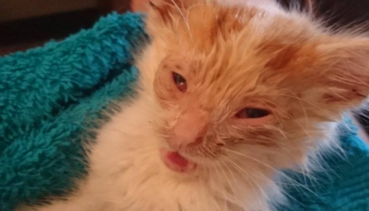 Котенок с измазанным лицом