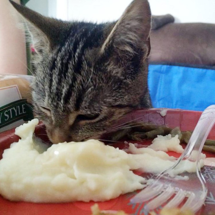 Кошка ест пюре