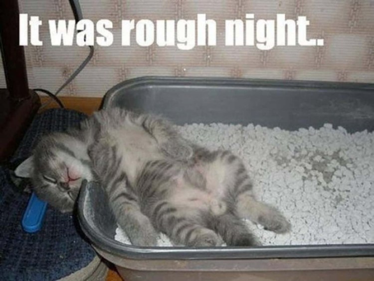 Котенок спит в лотке