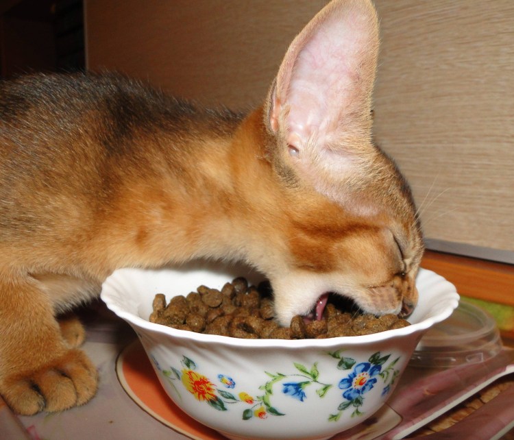 Каша для кошек