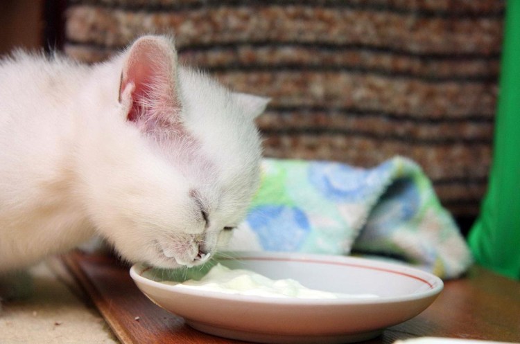 Котенок пьет молоко
