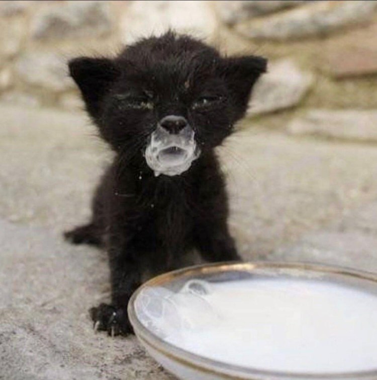 Котенок испачкался в сметане