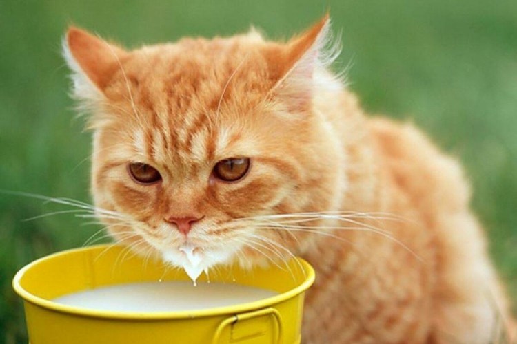 Рыжий кот пьет молоко