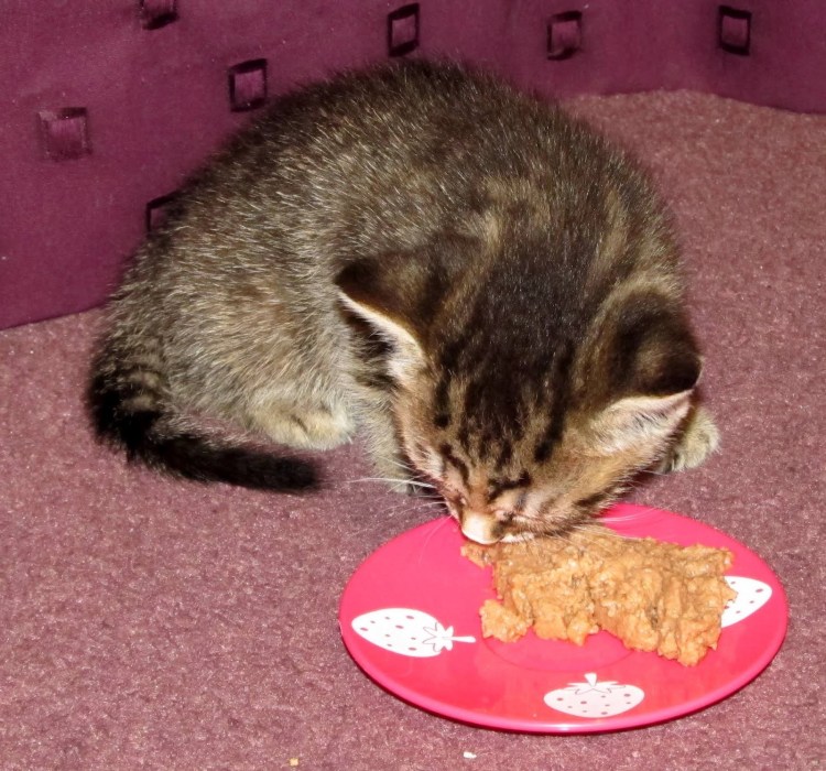 Котенок ест кашу