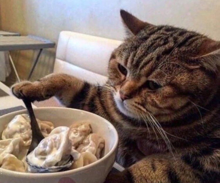 Кот кушает пельмешки