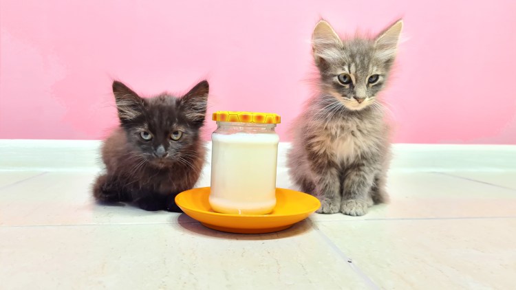 Котенок ест кашу