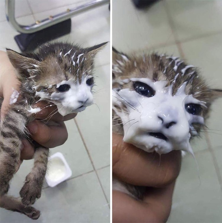 Котенок с зпачканой мордочкой