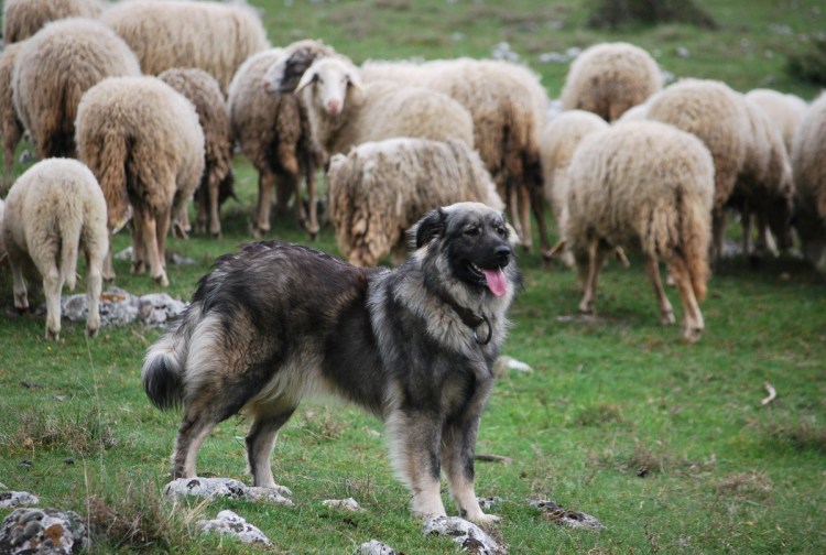 Южнорусская овчарка пасет овец