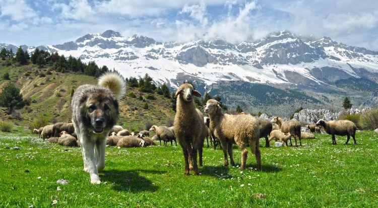 Кавказская овчарка пастух