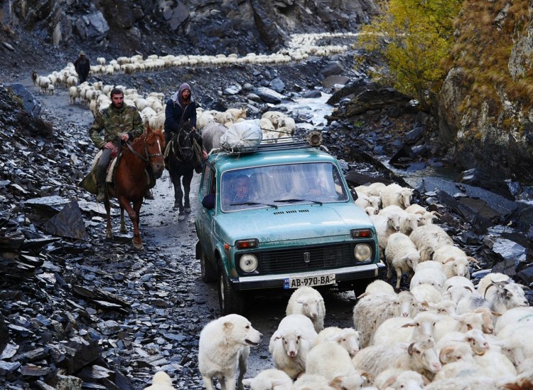 Пастух в горах Кавказа с отарой овец