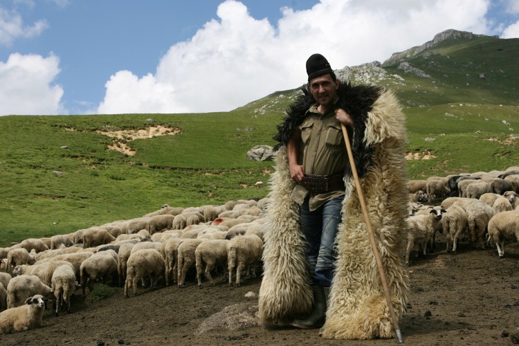 Чабан пастух овец