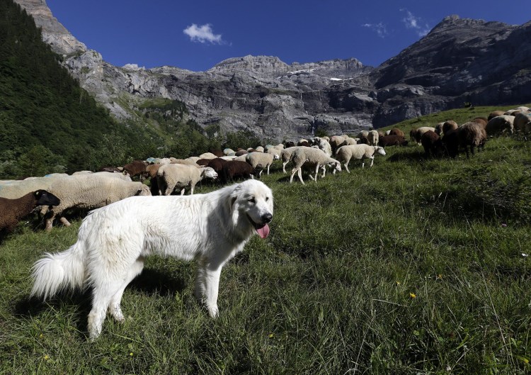 Южнорусская овчарка пасет овец