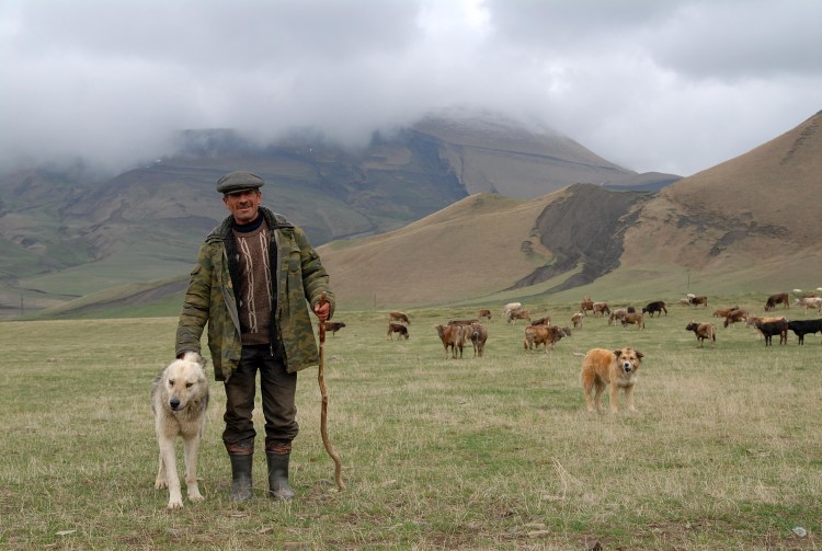 Волкодав кавказский пастухи