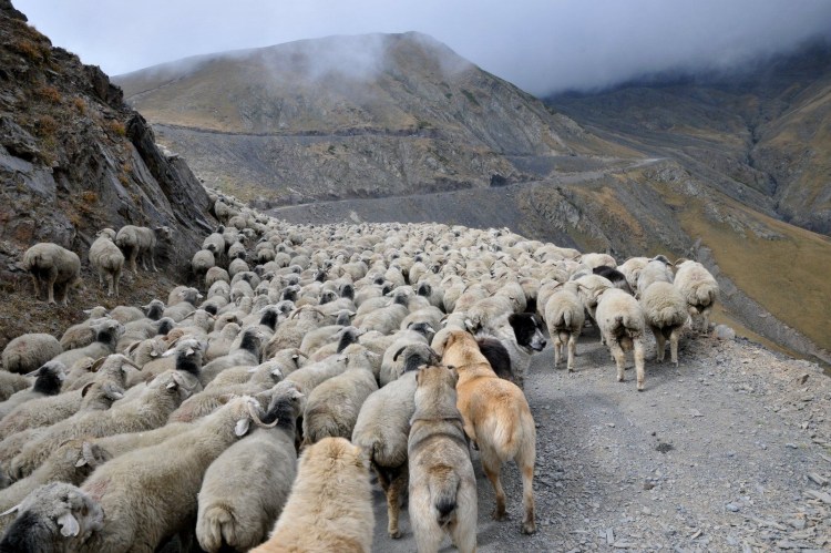 Овцеводство на Северном Кавказе