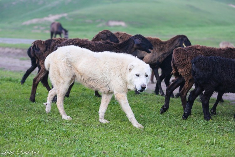 Саги Дахмардак Таджикистана