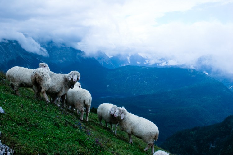 Овцеводство на Северном Кавказе