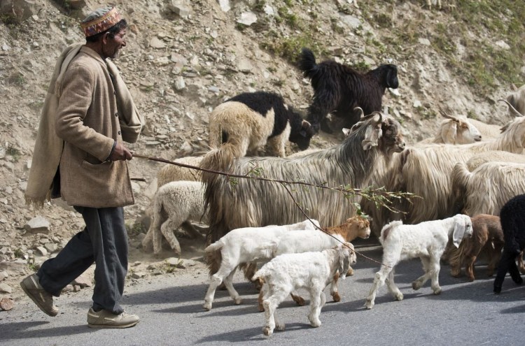 Грузин пасет овец