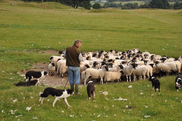 Пастух пасет овец