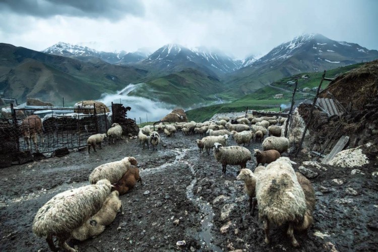 Село Куруш Дагестан овцы