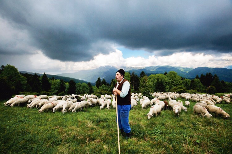 Пастух и овцы Кавказ