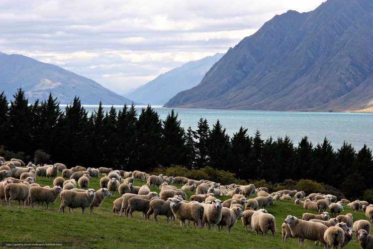 Овцеводство на Кавказе