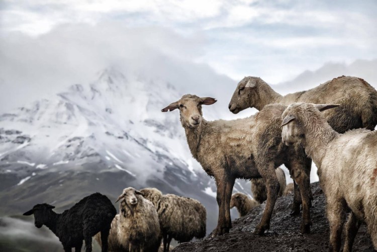 Село Куруш Дагестан овцы