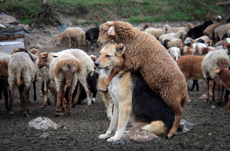 Стадо собак