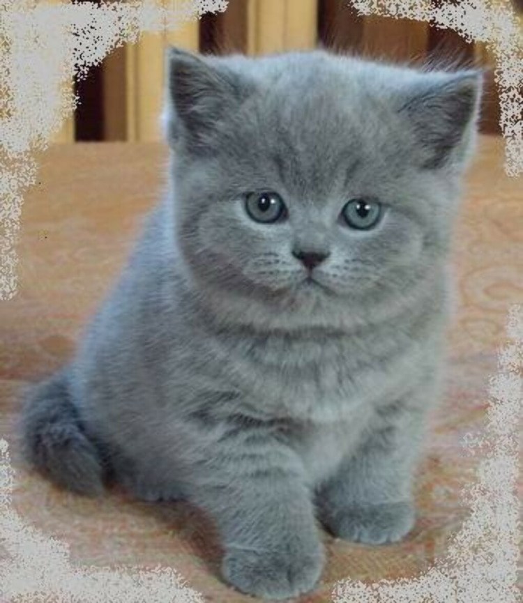 Шотландский вислоухий кот дымчатый