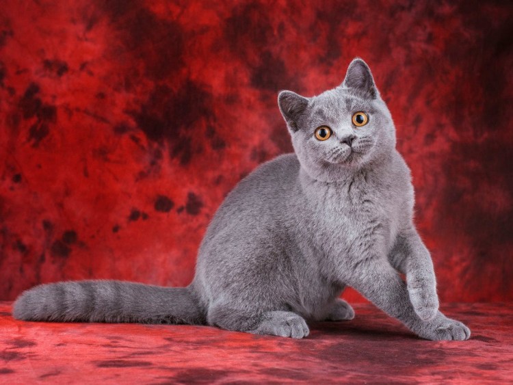 Шотландская скоттиш фолд дымчатый